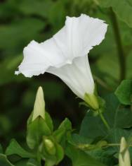 Fotografia da espécie Calystegia sepium subesp. sepium