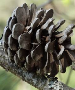 Fotografia da espécie Pinus halepensis