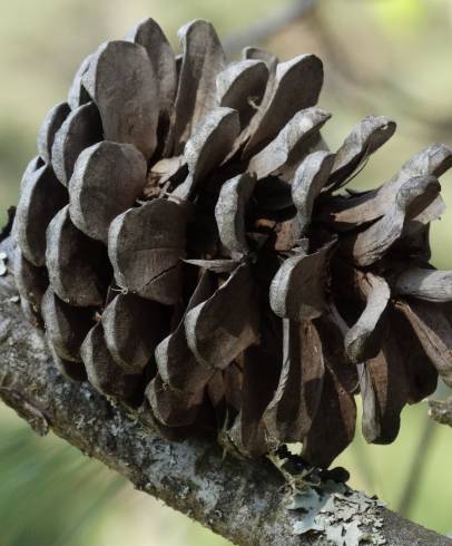 Fotografia de capa Pinus halepensis - do Jardim Botânico