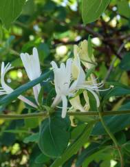 Lonicera japonica