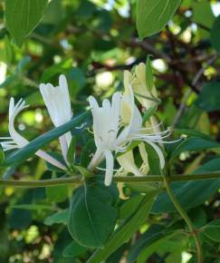 Fotografia da espécie Lonicera japonica