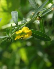 Heimia salicifolia