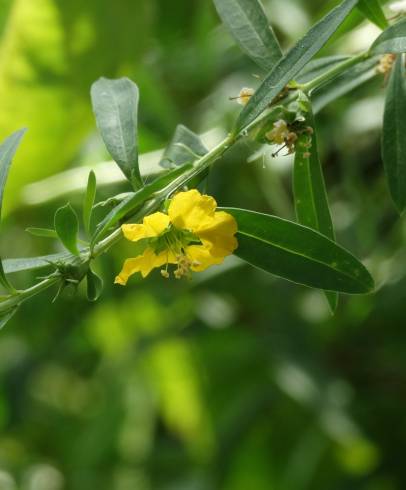 Fotografia de capa Heimia salicifolia - do Jardim Botânico