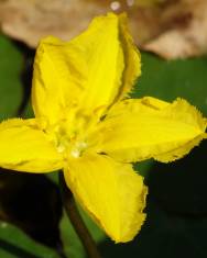 Fotografia da espécie Nymphoides peltata