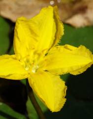 Nymphoides peltata