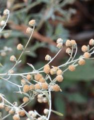 Artemisia absinthium