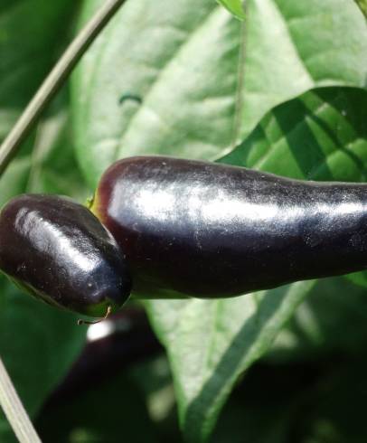 Fotografia de capa Capsicum annuum - do Jardim Botânico