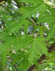 Acer saccharinum