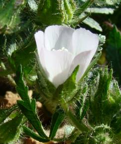 Fotografia da espécie Althaea hirsuta