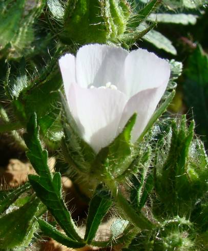 Fotografia de capa Althaea hirsuta - do Jardim Botânico