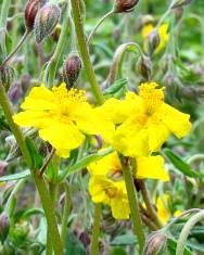 Fotografia da espécie Helianthemum apenninum subesp. stoechadifolium