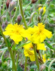 Helianthemum apenninum subesp. stoechadifolium