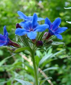 Fotografia da espécie Aegonychon purpurocaeruleum