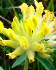 Fotografia da espécie Anthyllis vulneraria subesp. alpestris