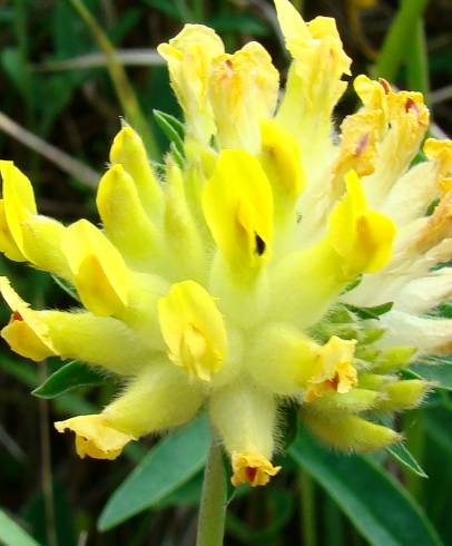 Fotografia de capa Anthyllis vulneraria subesp. alpestris - do Jardim Botânico