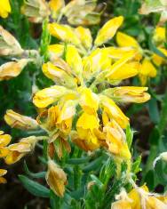 Fotografia da espécie Genista hispanica subesp. hispanica