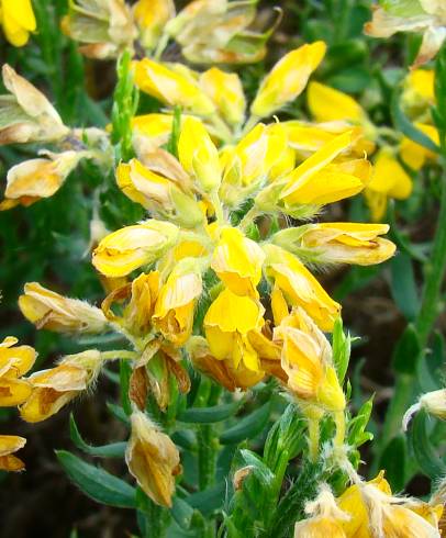 Fotografia de capa Genista hispanica subesp. hispanica - do Jardim Botânico