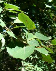 Fotografia da espécie Populus tremula