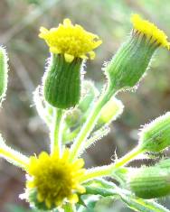 Fotografia da espécie Senecio sylvaticus