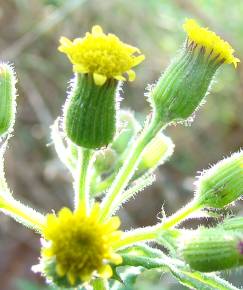 Fotografia da espécie Senecio sylvaticus