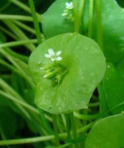 Fotografia da espécie Montia perfoliata