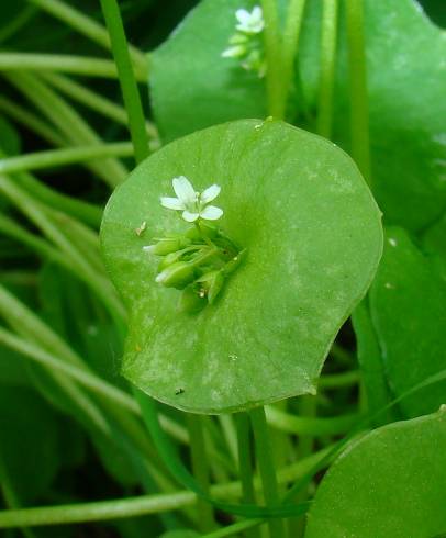 Fotografia de capa Montia perfoliata - do Jardim Botânico