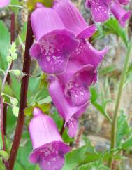 Digitalis purpurea subesp. amandiana