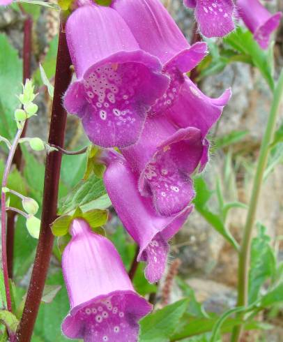 Fotografia de capa Digitalis purpurea subesp. amandiana - do Jardim Botânico