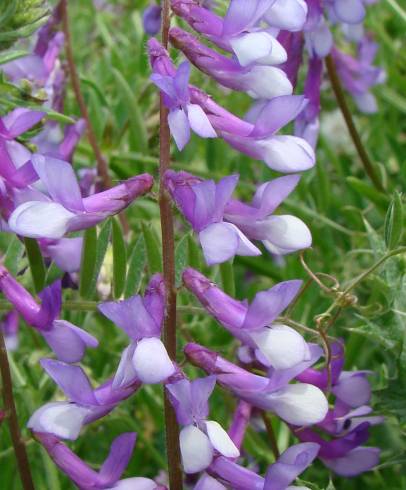 Fotografia de capa Vicia dasycarpa - do Jardim Botânico