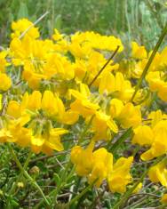 Fotografia da espécie Coronilla minima subesp. minima