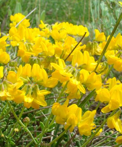 Fotografia de capa Coronilla minima subesp. minima - do Jardim Botânico