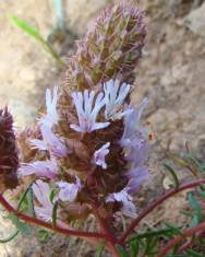 Fotografia da espécie Coris monspeliensis subesp. fontqueri