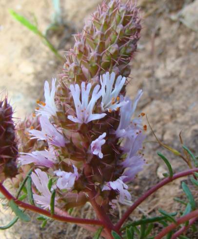 Fotografia de capa Coris monspeliensis subesp. fontqueri - do Jardim Botânico