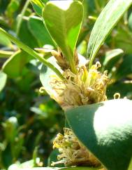 Buxus balearica