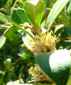 Fotografia da espécie Buxus balearica