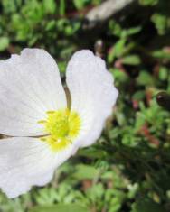 Fotografia da espécie Baldellia alpestris