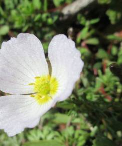 Fotografia da espécie Baldellia alpestris