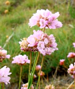 Fotografia da espécie Armeria duriaei