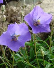 Fotografia da espécie Campanula rotundifolia subesp. rotundifolia