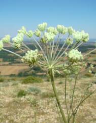 Magydaris panacifolia