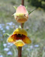 Digitalis obscura subesp. obscura