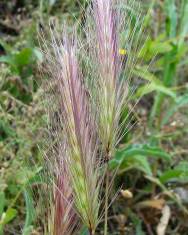 Fotografia da espécie Hordeum murinum subesp. leporinum