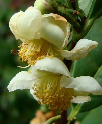 Fotografia de capa Camellia sinensis - do Jardim Botânico