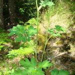 Fotografia 1 da espécie Heracleum sphondylium subesp. granatense do Jardim Botânico UTAD