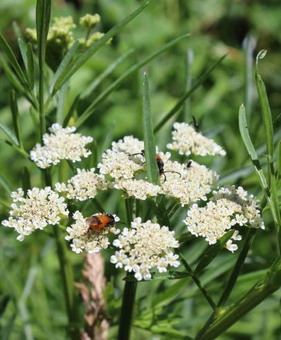 Fotografia de capa Oenanthe silaifolia - do Jardim Botânico