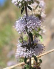 Mentha cervina