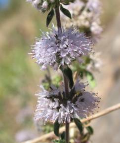 Fotografia da espécie Mentha cervina