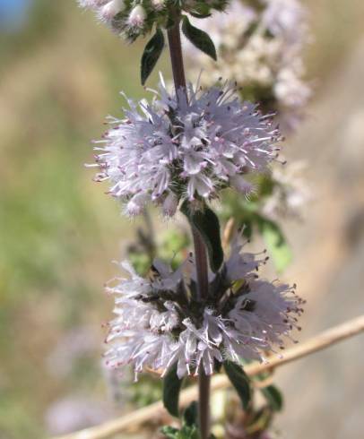 Fotografia de capa Mentha cervina - do Jardim Botânico