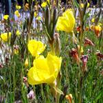 Fotografia 1 da espécie Oenothera glazioviana do Jardim Botânico UTAD