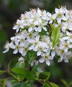 Fotografia da espécie Prunus mahaleb